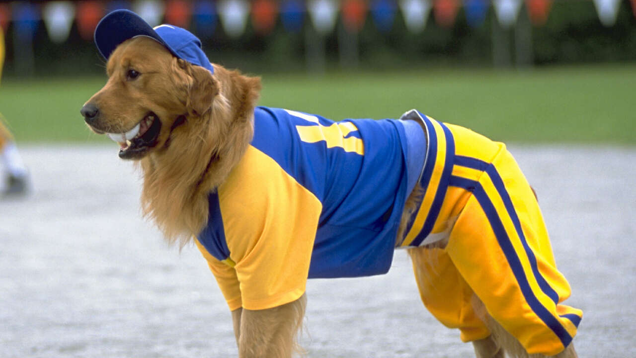 15 Movies About Animals Playing Sports Because Rules Don’t Exist, Apparently